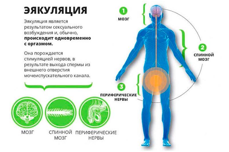 Преждевременная эякуляция — лечение в Иркутске